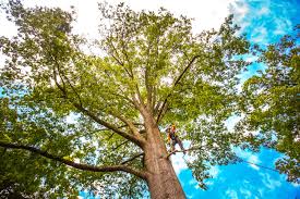 How Our Tree Care Process Works  in Ofallon, MO