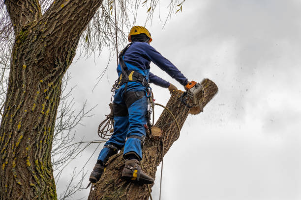 Best Hazardous Tree Removal  in Ofallon, MO